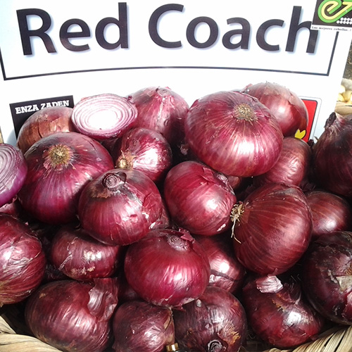 cebolla de bulbo red coach